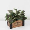 Artificial Flower 30*30*27cm Perilla in Wooden pot GS-03322036 Potted Flowers&Plants 3,000+ sqm showroom with thousands of artificial flowers, plants & trees ready for global sourcing.
