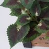 Artificial Flower 30*30*27cm Perilla in Wooden pot GS-03322036 Potted Flowers&Plants 3,000+ sqm showroom with thousands of artificial flowers, plants & trees ready for global sourcing.
