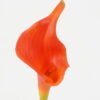 Artificial Flower 10*10*42cm Real touch calla single stem GS-47122001 Single Flowers YeahFlower is one of Chinese leading OEM manufacturers and exporters , supplying the silk flowers, wholesale artificial trees