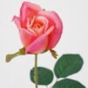 Artificial Flower Rose Single stem GS-12822003_2 Artificial Flower 14*53cm Rose Single stem GS-12822003 Single Flowers YeahFlower is one of Chinese leading OEM manufacturers and exporters , supplying the silk flowers, wholesale artificial trees