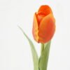 Artificial Flower 3*35cm Tulip single stem real touch GS-66222004-O1 Single Flowers YeahFlower is one of Chinese leading OEM manufacturers and exporters , supplying the silk flowers, wholesale artificial trees
