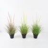 Artificial Grass Foxtail grass 4 in PP pot GS-45722002 Artificial Grass 52*52*85cm Foxtail grass *4 in PP pot GS-45722002 Grass&PLANT YeahFlower is one of Chinese leading OEM manufacturers and exporters , supplying the silk flowers, wholesale artificial trees