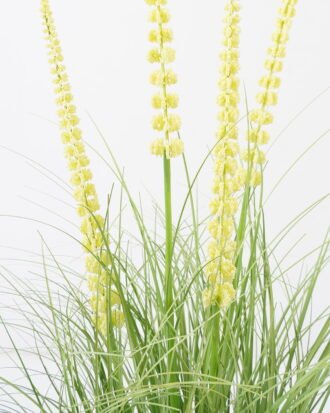 Artificial Grass 52*52*85cm Foxtail grass *4 in PP pot GS-45722002 Grass&PLANT YeahFlower is one of Chinese leading OEM manufacturers and exporters , supplying the silk flowers, wholesale artificial trees