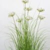 Artificial Grass grass in PP pot GS-45722016_1 Artificial Grass 75*75*118cm grass in PP pot GS-45722016 Grass&PLANT YeahFlower is one of Chinese leading OEM manufacturers and exporters , supplying the silk flowers, wholesale artificial trees