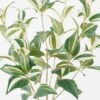 Artificial Plant 38*38*58cm Eyebrows leaf bush GS-65722002 Leaves&Sprays&Foliages YeahFlower is one of Chinese leading OEM manufacturers and exporters , supplying the silk flowers, wholesale artificial trees
