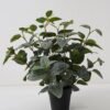 Artificial Plant Fittonia leaf in PP pot GS-03322021 Artificial Plant 25*25*35cm Fittonia leaf in PP pot GS-03322021 Potted Flowers&Plants YeahFlower is one of Chinese leading OEM manufacturers and exporters , supplying the silk flowers, wholesale artificial trees