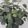 Artificial Plant Fittonia leaf in PP pot GS-03322021_1 Artificial Plant 25*25*35cm Fittonia leaf in PP pot GS-03322021 Potted Flowers&Plants YeahFlower is one of Chinese leading OEM manufacturers and exporters , supplying the silk flowers, wholesale artificial trees