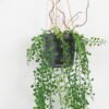 Artificial Plant 20*20*80cm Grass Hanging in pp pot GS-59122007 Banners&Garlands YeahFlower is one of Chinese leading OEM manufacturers and exporters , supplying the silk flowers, wholesale artificial trees