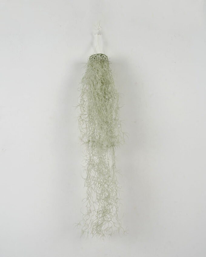 Artificial Plant Grass Hanging in pp pot GS-59122008_4 Artificial Plant 15*15*80cm Grass Hanging in pp pot GS-59122008 Banners&Garlands YeahFlower is one of Chinese leading OEM manufacturers and exporters , supplying the silk flowers, wholesale artificial trees