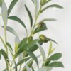Artificial Plant 35*35*70cm Olive leaf *10 single stem GS-58922009 Leaves&Sprays&Foliages YeahFlower is one of Chinese leading OEM manufacturers and exporters , supplying the silk flowers, wholesale artificial trees