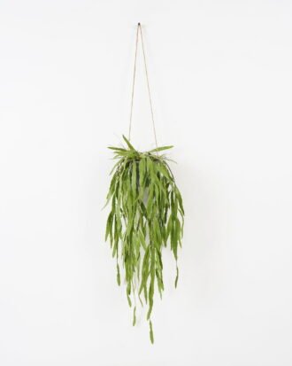Artificial Plant 25*25*115cm, Potted aloes*5 with hanging rope GS-48122001 Banners&Garlands YeahFlower is one of Chinese leading OEM manufacturers and exporters , supplying the silk flowers, wholesale artificial trees