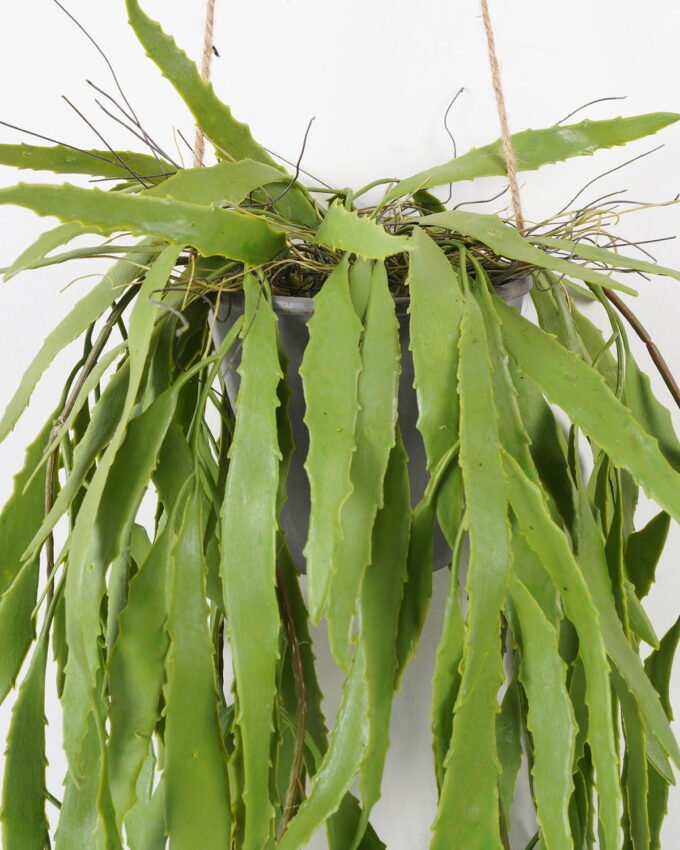 Artificial Plant 25*25*115cm, Potted aloes*5 with hanging rope GS-48122001 Banners&Garlands YeahFlower is one of Chinese leading OEM manufacturers and exporters , supplying the silk flowers, wholesale artificial trees