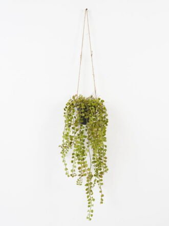 Artificial Plant 25*25*120cm, Potted aloes*5 with hanging rope GS-48122003 Banners&Garlands 3,000+ sqm showroom with thousands of artificial flowers, plants & trees ready for global sourcing.