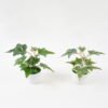 Artificial Plant 20*20*15cm Real touch ivy in PP pot GS-64222020 Potted Flowers&Plants 3,000+ sqm showroom with thousands of artificial flowers, plants & trees ready for global sourcing.