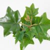 Artificial Plant 20*20*15cm Real touch ivy in PP pot GS-64222020 Potted Flowers&Plants 3,000+ sqm showroom with thousands of artificial flowers, plants & trees ready for global sourcing.