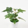 Artificial Plant 20*20*15cm Real touch ivy in PP pot GS-64222020 Potted Flowers&Plants 3,000+ sqm showroom with thousands of artificial flowers, plants & trees ready for global sourcing.