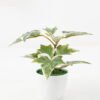 Artificial Plant 20*20*15cm Real touch ivy in PP pot GS-64222020 Potted Flowers&Plants 3,000+ sqm showroom with thousands of artificial flowers, plants & trees ready for global sourcing.