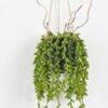 Artificial Plant 17*17*70cm Succulent plant Garland in pp pot GS-59122002 Banners&Garlands YeahFlower is one of Chinese leading OEM manufacturers and exporters , supplying the silk flowers, wholesale artificial trees