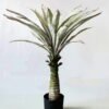 Artificial Tree 85cm Pandanus tectorius So/lvs24 GS-67322020 Tree&Plant YeahFlower is one of Chinese leading OEM manufacturers and exporters , supplying the silk flowers, wholesale artificial trees
