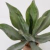 Artificial Tree 55*55*50cm Agave in cement pot GS-19222039 Tree&Plant YeahFlower is one of Chinese leading OEM manufacturers and exporters , supplying the silk flowers, wholesale artificial trees