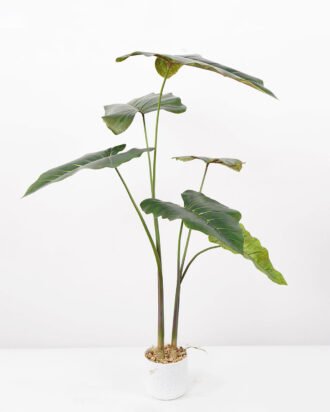 Artificial Tree 80*80*95CM Alocasia Sarian in pp pot GS-48522045 Tree&Plant YeahFlower is one of Chinese leading OEM manufacturers and exporters , supplying the silk flowers, wholesale artificial trees Artificial Tree 80*80*95CM Alocasia Sarian in pp pot GS-48522045 Tree&Plant YeahFlower is one of Chinese leading OEM manufacturers and exporters , supplying the silk flowers, wholesale artificial trees