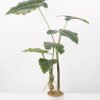 Artificial Tree Alocasia Sarian in pp pot GS-48522046_1 Artificial Tree 80*80*95CM Alocasia Sarian in pp pot GS-48522046 Tree&Plant YeahFlower is one of Chinese leading OEM manufacturers and exporters , supplying the silk flowers, wholesale artificial trees