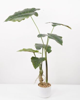 Artificial Tree 80*80*95CM Alocasia Sarian in pp pot GS-48522046 Tree&Plant YeahFlower is one of Chinese leading OEM manufacturers and exporters , supplying the silk flowers, wholesale artificial trees Artificial Tree 80*80*95CM Alocasia Sarian in pp pot GS-48522046 Tree&Plant YeahFlower is one of Chinese leading OEM manufacturers and exporters , supplying the silk flowers, wholesale artificial trees