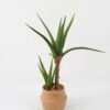 Artificial Tree Aloe 2 in cement pot GS-19222034_5 Artificial Tree 40*40*65cm Aloe *2 in cement pot GS-19222034 Tree&Plant YeahFlower is one of Chinese leading OEM manufacturers and exporters , supplying the silk flowers, wholesale artificial trees