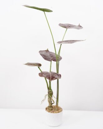 Artificial Tree 50*50*90CM Anthurium crystallinum tree in pp pot GS-48522038 Tree&Plant YeahFlower is one of Chinese leading OEM manufacturers and exporters , supplying the silk flowers, wholesale artificial trees