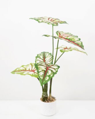 Artificial Tree 50*50*70CM Caladium bicolor in pp pot GS-48522040 Tree&Plant YeahFlower is one of Chinese leading OEM manufacturers and exporters , supplying the silk flowers, wholesale artificial trees