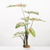 Artificial Tree 70*70*95CM Caladium bicolor in pp pot GS-48522043 Tree&Plant YeahFlower is one of Chinese leading OEM manufacturers and exporters , supplying the silk flowers, wholesale artificial trees