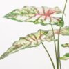 Artificial Tree 70*70*95CM Caladium bicolor in pp pot GS-48522043 Tree&Plant YeahFlower is one of Chinese leading OEM manufacturers and exporters , supplying the silk flowers, wholesale artificial trees