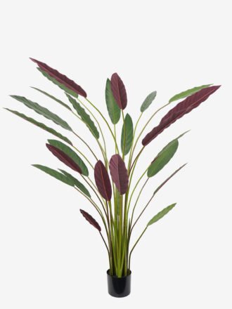 Artificial Tree 45*40*110CM Calathea makoyana tree in pp pot GS-48522016 Tree&Plant 3,000+ sqm showroom with thousands of artificial flowers, plants & trees ready for global sourcing.