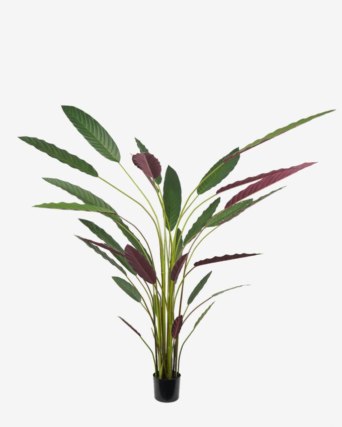 Artificial Tree 80*70*210CM Calathea makoyana tree in pp pot GS-48522020 Tree&Plant YeahFlower is one of Chinese leading OEM manufacturers and exporters , supplying the silk flowers, wholesale artificial trees