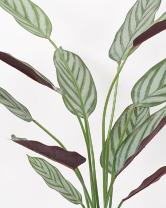 Artificial Tree 50*50*90CM Ctenanthe setosa tree in pp pot GS-48522021 Tree&Plant YeahFlower is one of Chinese leading OEM manufacturers and exporters , supplying the silk flowers, wholesale artificial trees