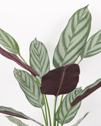 Artificial Tree 50*40*110CM Ctenanthe setosa tree in pp pot GS-48522022 Tree&Plant YeahFlower is one of Chinese leading OEM manufacturers and exporters , supplying the silk flowers, wholesale artificial trees