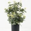 Artificial Tree 30*30*45cm Eucalyptus leaves in PP pot GS-43422030 Tree&Plant YeahFlower is one of Chinese leading OEM manufacturers and exporters , supplying the silk flowers, wholesale artificial trees