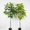 Artificial Tree Ficus tree in PP pot GS-64822001_1 Artificial Tree 90*90*180cm Ficus tree in PP pot GS-64822001 Tree&Plant YeahFlower is one of Chinese leading OEM manufacturers and exporters , supplying the silk flowers, wholesale artificial trees