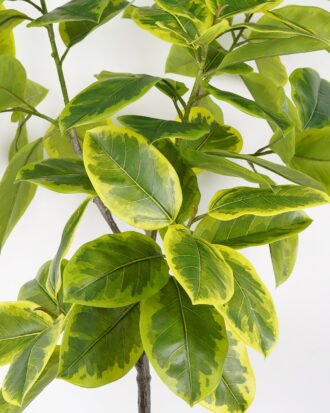 Artificial Tree 90*90*180cm Ficus tree in PP pot GS-64822001 Tree&Plant YeahFlower is one of Chinese leading OEM manufacturers and exporters , supplying the silk flowers, wholesale artificial trees Artificial Tree 90*90*180cm Ficus tree in PP pot GS-64822001 Tree&Plant YeahFlower is one of Chinese leading OEM manufacturers and exporters , supplying the silk flowers, wholesale artificial trees