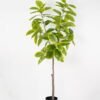 Artificial Tree Ficus tree in PP pot GS-64822001_3 Artificial Tree 90*90*180cm Ficus tree in PP pot GS-64822001 Tree&Plant YeahFlower is one of Chinese leading OEM manufacturers and exporters , supplying the silk flowers, wholesale artificial trees