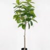 Artificial Tree Ficus tree in PP pot GS-64822001_4 Artificial Tree 90*90*180cm Ficus tree in PP pot GS-64822001 Tree&Plant YeahFlower is one of Chinese leading OEM manufacturers and exporters , supplying the silk flowers, wholesale artificial trees