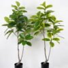Artificial Tree 90*70*170cm Ficus tree in PP pot GS-64822002 Tree&Plant YeahFlower is one of Chinese leading OEM manufacturers and exporters , supplying the silk flowers, wholesale artificial trees