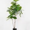 Artificial Tree 90*70*170cm Ficus tree in PP pot GS-64822002 Tree&Plant YeahFlower is one of Chinese leading OEM manufacturers and exporters , supplying the silk flowers, wholesale artificial trees