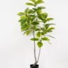 Artificial Tree 90*70*170cm Ficus tree in PP pot GS-64822002 Tree&Plant YeahFlower is one of Chinese leading OEM manufacturers and exporters , supplying the silk flowers, wholesale artificial trees