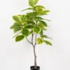 Artificial Tree 80*80*134cm Ficus tree in PP pot GS-64822003 Tree&Plant YeahFlower is one of Chinese leading OEM manufacturers and exporters , supplying the silk flowers, wholesale artificial trees