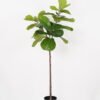 Artificial Tree 77*77*150cm Ficus tree in PP pot GS-64822008 Tree&Plant YeahFlower is one of Chinese leading OEM manufacturers and exporters , supplying the silk flowers, wholesale artificial trees