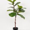 Artificial Tree 50*50*95cm Ficus tree in PP pot GS-64822010 Tree&Plant YeahFlower is one of Chinese leading OEM manufacturers and exporters , supplying the silk flowers, wholesale artificial trees