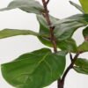 Artificial Tree 50*50*95cm Ficus tree in PP pot GS-64822010 Tree&Plant YeahFlower is one of Chinese leading OEM manufacturers and exporters , supplying the silk flowers, wholesale artificial trees