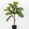 Artificial Tree 60*60*85cm Ficus tree in PP pot GS-64822011 Tree&Plant YeahFlower is one of Chinese leading OEM manufacturers and exporters , supplying the silk flowers, wholesale artificial trees