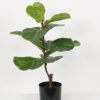 Artificial Tree 47*47*65cm Ficus tree in PP pot GS-64822012 Tree&Plant YeahFlower is one of Chinese leading OEM manufacturers and exporters , supplying the silk flowers, wholesale artificial trees